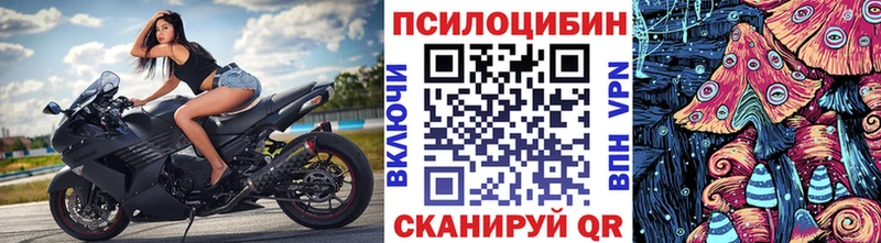Купить  Карасук  Псилоцибиновые грибы Psilocybe 